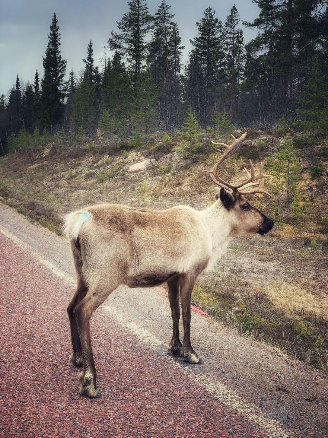 Linsell Leilighet Sveg Eksteriør bilde